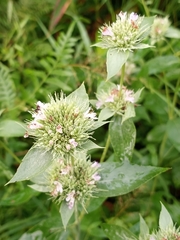 Pycnanthemum setosum