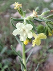 Lithospermum cobrense