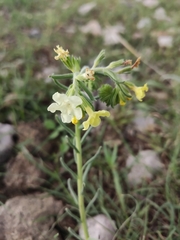 Lithospermum cobrense