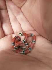 Micrurus dumerilii carinicauda