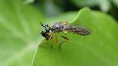 Dioctria hyalipennis
