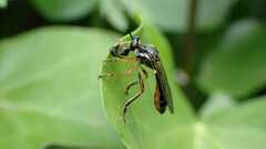 Dioctria hyalipennis