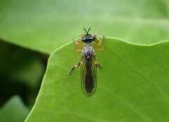 Dioctria hyalipennis