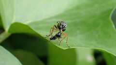 Dioctria hyalipennis