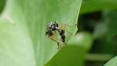 Dioctria hyalipennis
