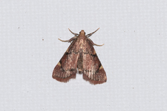 Hypsopygia thymetusalis