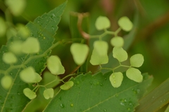 Lygodium microphyllum