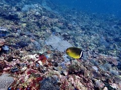 Chaetodon auripes