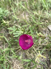 Callirhoe involucrata