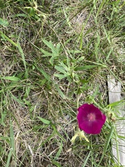 Callirhoe involucrata
