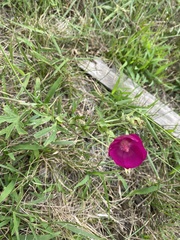 Callirhoe involucrata