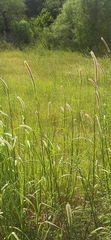 Setaria magna