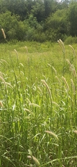 Setaria magna