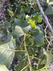 Populus