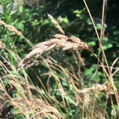 Bromus hordeaceus