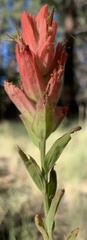 Castilleja nelsonii