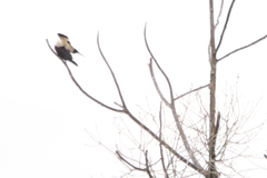 Aves
