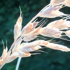Bromus hordeaceus