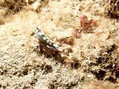 Thuridilla splendens