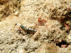 Thuridilla splendens