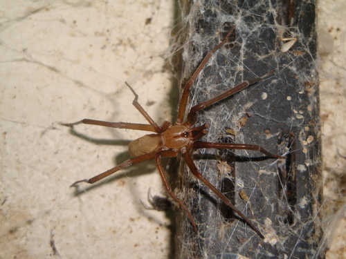 Southern House Spider