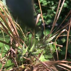 Bromus hordeaceus