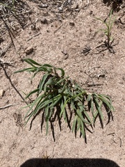 Asclepias involucrata