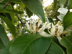 Magnolia × alba