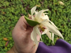 Magnolia × alba
