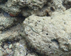 Plagiotremus goslinei