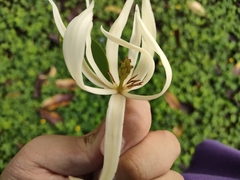 Magnolia × alba