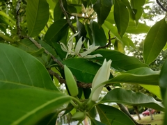 Magnolia × alba