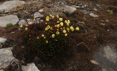 Saxifraga hirculus