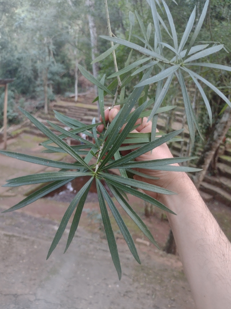 Pouteria salicifolia from Puerto Iguazú, Misiones, Argentina on July 7