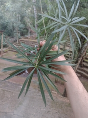 Pouteria salicifolia