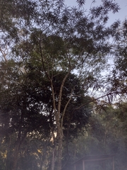 Pouteria salicifolia