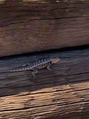 Sceloporus bimaculosus