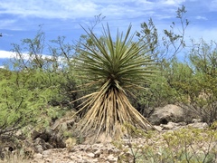 Yucca treculiana