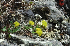 Podistera yukonensis