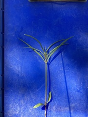 Mirabilis linearis linearis