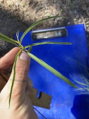 Mirabilis linearis linearis