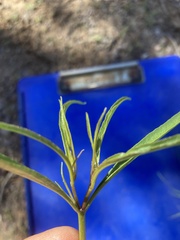 Mirabilis linearis linearis