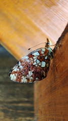 Boloria selenis