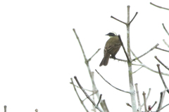 Myiozetetes similis