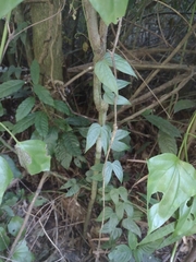 Passiflora capsularis