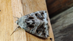 Chrysorithrum flavomaculata