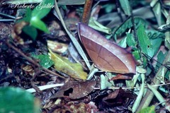 Taygetis acuta