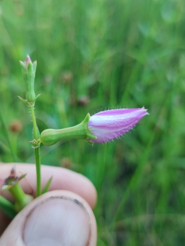 Image of Rhexia nashii by (c) Scott Allen Davis, some rights reserved (CC BY)