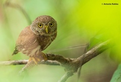 Glaucidium palmarum