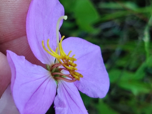Image of Rhexia nashii by (c) Scott Allen Davis, some rights reserved (CC BY)